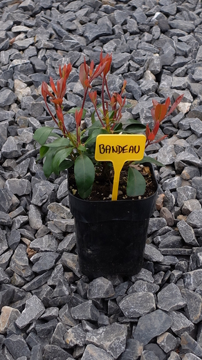 DSCF6062.JPG