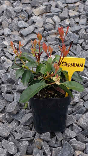DSCF6071.JPG