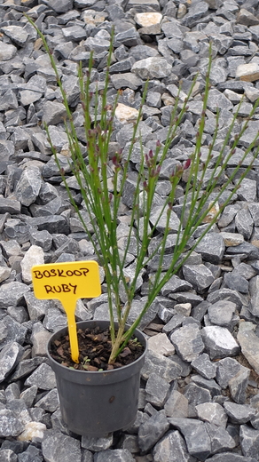 DSCF6074.JPG