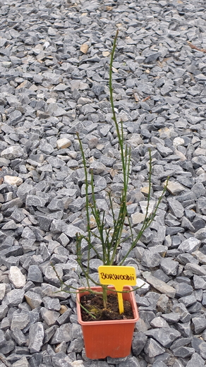 DSCF6075.JPG