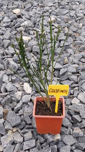 DSCF6077.JPG