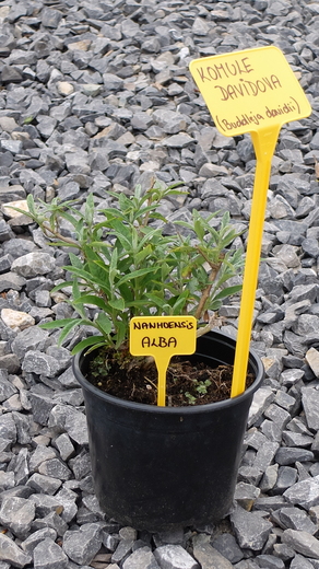 DSCF6079.JPG