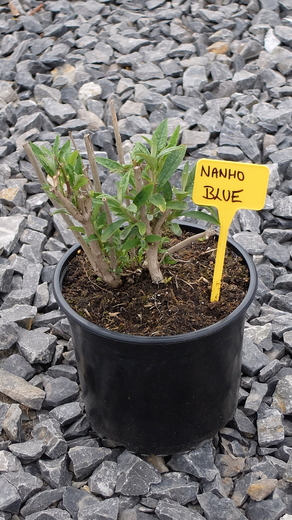 DSCF6081.JPG