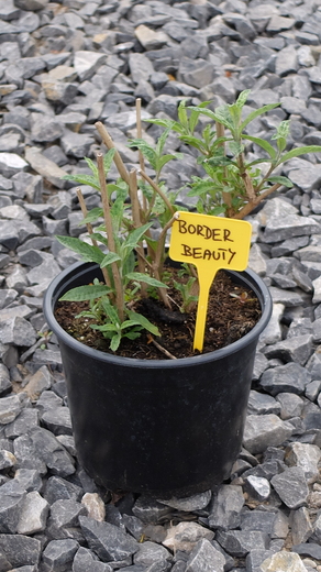 DSCF6082.JPG