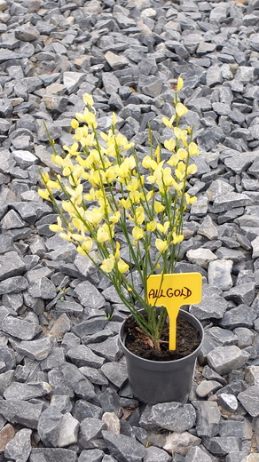DSCF6084.JPG