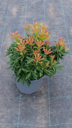 DSCF6207.JPG