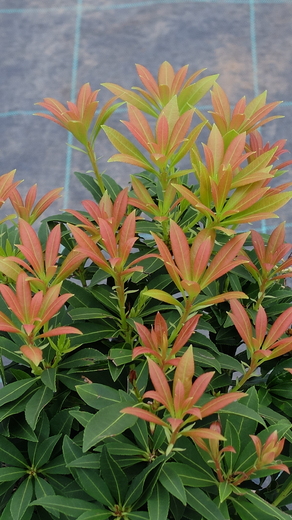 DSCF6208.JPG