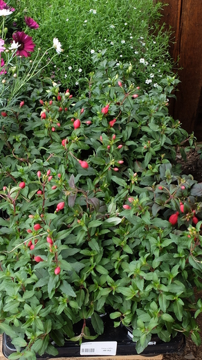 Fuchsie