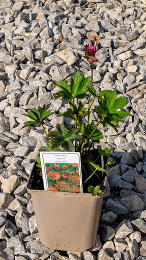 Jarmanka 'Claret'.JPG