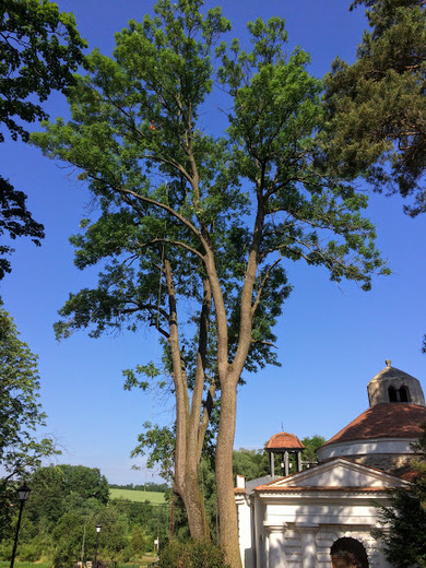plaveč7.JPG