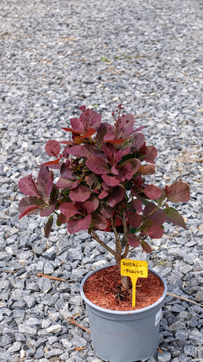 Rubrifolius.JPG