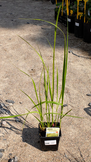Spartina 'Aureomarginata'.JPG